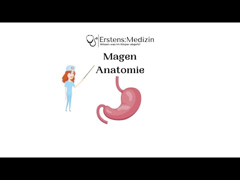 Magen Anatomie