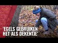 Partij voor de Dieren versus de bladblazer