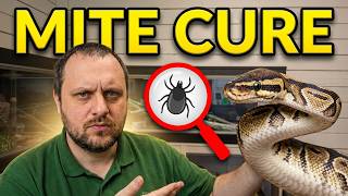 How to Get Rid of Snake Mites &amp; Reptile Mites (Complete Treatment Guide)