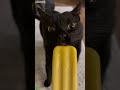 Funny Cats 2025 Funny Episode 2351