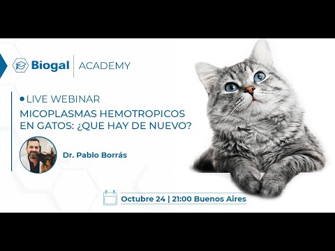 Micoplasmas hemotrópicos en gatos: ¿qué hay de nuevo?