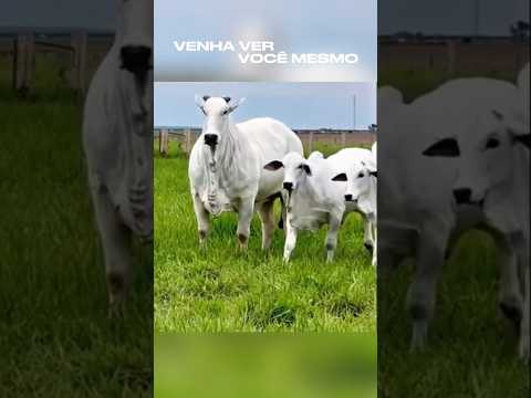 VENHA VER VOCÊ MESMO.  OURO VERDE SP. INTERIOR PAULISTA.