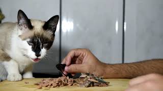 ASMR Animal - ASMR Food Cat - Video ASMR Animal