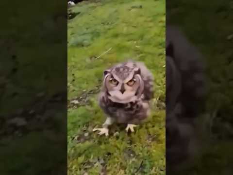 私はとても驚きました🫢 #日本 #automobile #japan #かわいい