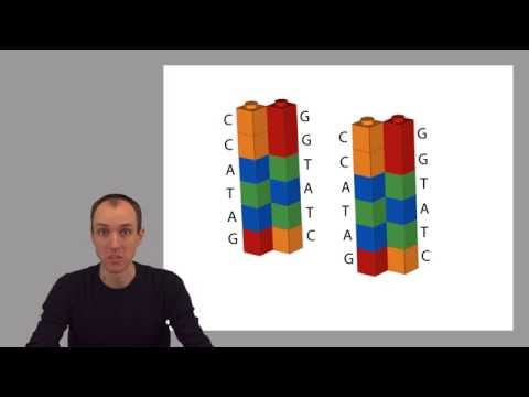 ADS1: How DNA is copied