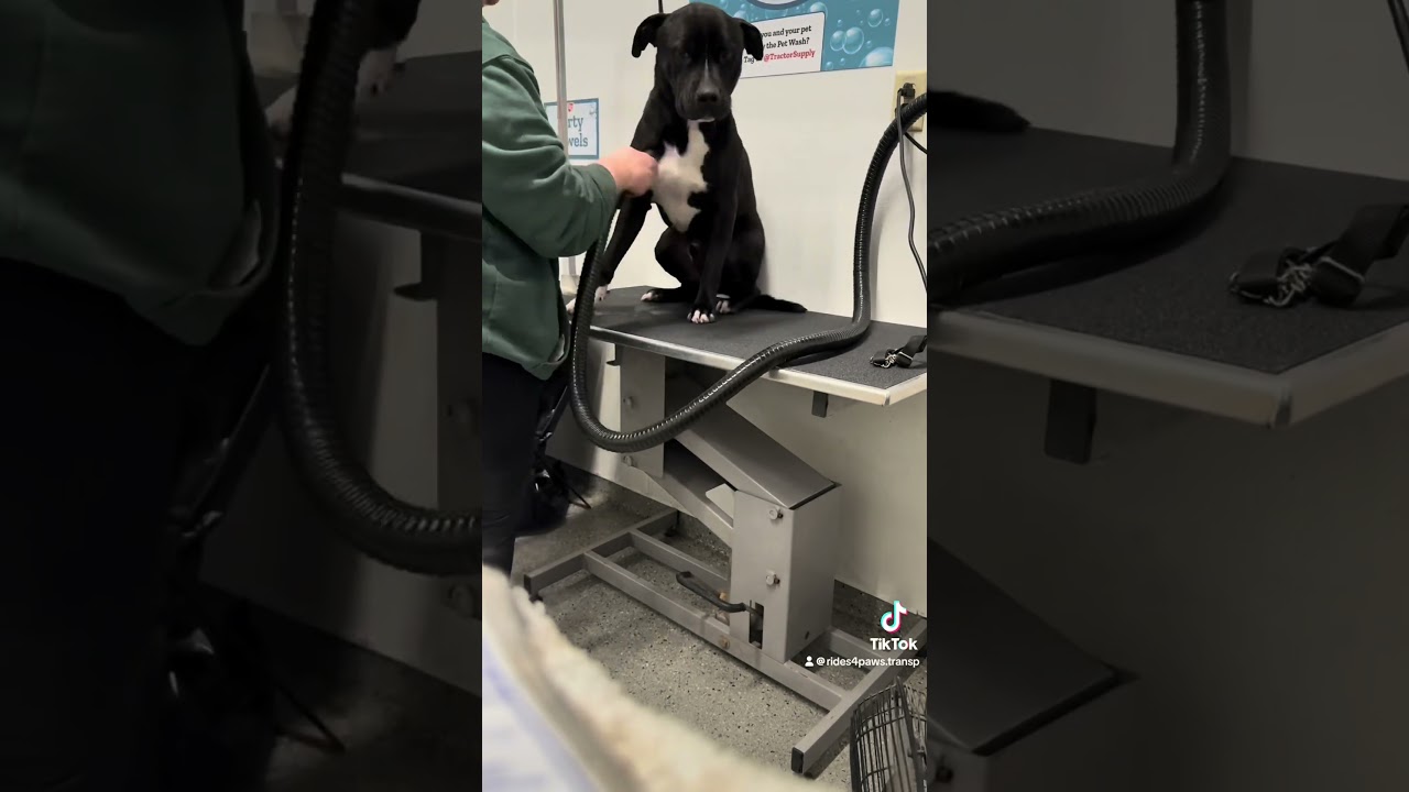 Enlarge Charlie, a ADOPTABLE mixed breed in Indianapolis, IN video 6/6