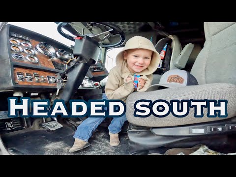 Trucking Across State Lines With A Herd Of Sheep!