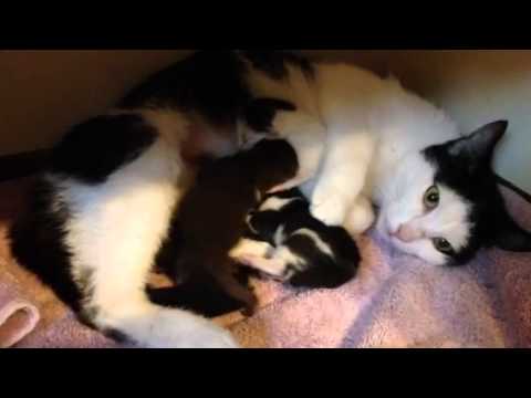 Brynn and kittens-1 day old