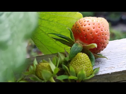 Erfahren Sie mehr über die besten Obstsorten für den Terrassen-Garten 06.06.2023