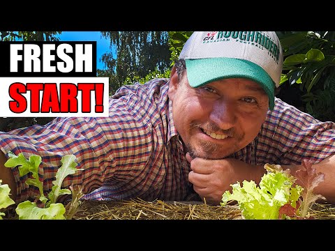 Harvesting Your Garlic The Definitive Guide For Beginners