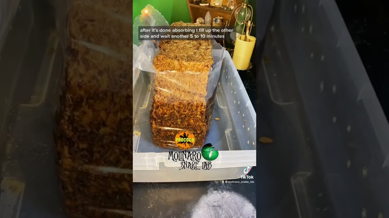 🐍 Perfect sheds and preparing Prococo! 🧪 #snakes #snakebreeder #ballpython #bestsnakesubstrate