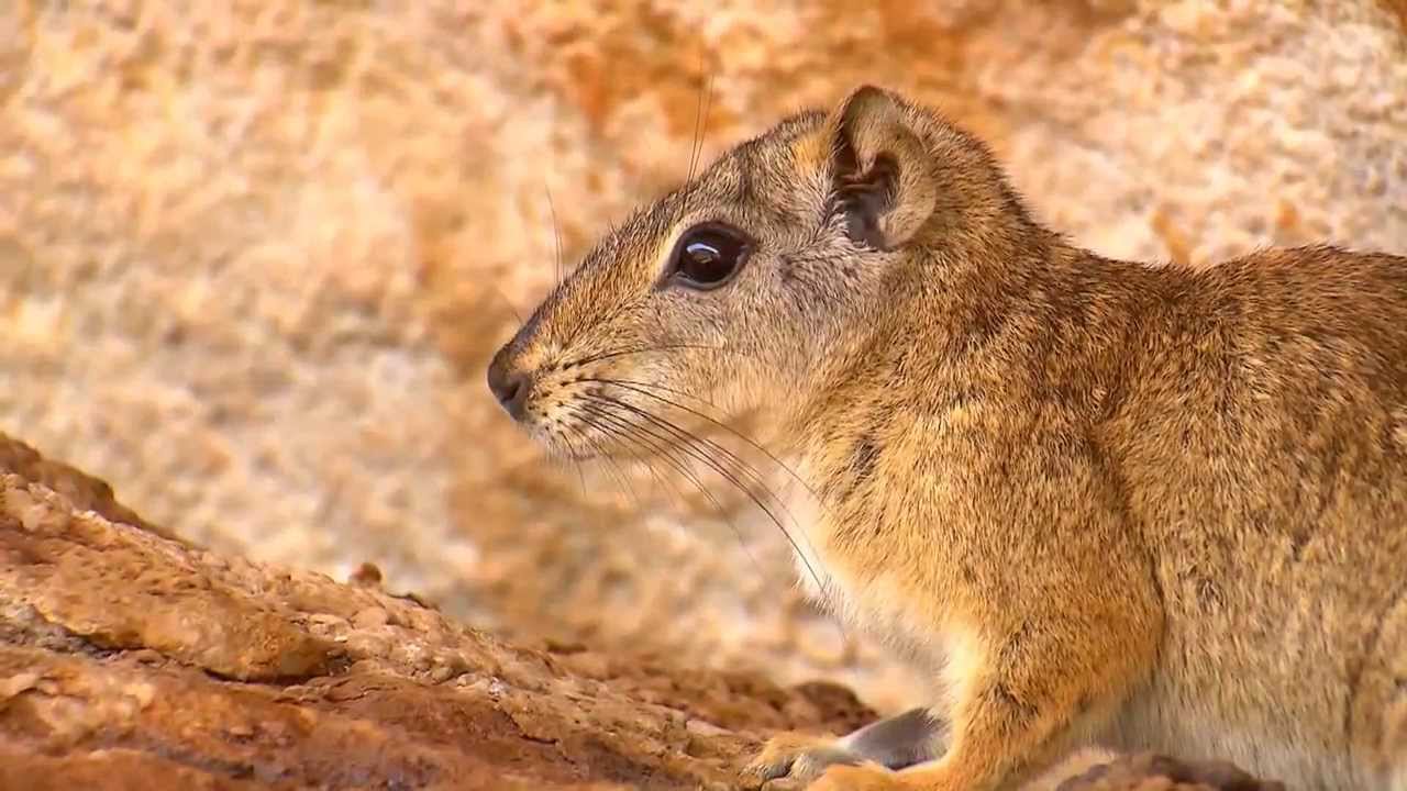 STJ Cidadão #261 - Serra da capivara: Os brasileiros com mais de 50 mil anos!
