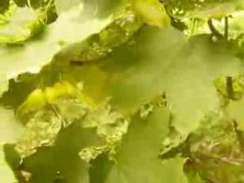 Artar-Arbore medicinal -Farmacia naturii