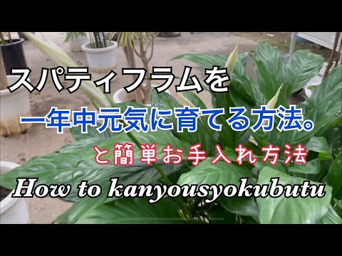 葉が黄色くなったスパティフィラムの手入れ方法は？原因は何ですか?  庭園