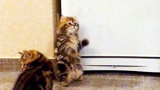 Kittens and Soap Bubbles . Cute and Funny Cats