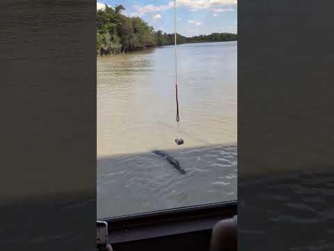 Video: another croc jump, right beside the boat