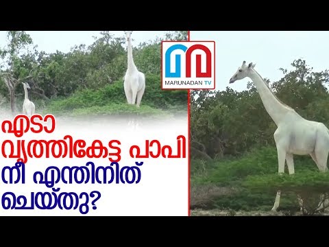 ലോകത്തെ ഏക വെള്ള ജിറാഫിനെയും കുഞ്ഞിനെയും കൊന്നു തള്ളി.. l white giraffe