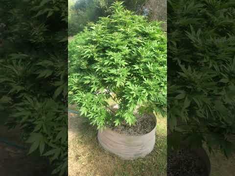 Moon Fog #HSC#gardening #sunshine