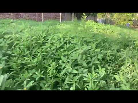 Green Manure Seeds Mix 10 Seeds