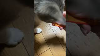 寝てる子猫vsチュール　#保護猫　#子猫　#Shorts