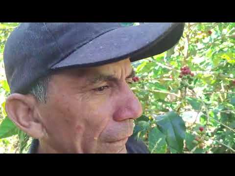 #NosEnvian 📹 Nemecio Mendez Leon, es un caficultor del Municipio de Encino Santander.