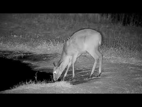 Djuma: Duiker female drinking at pan - 20:56 - 09/22/21