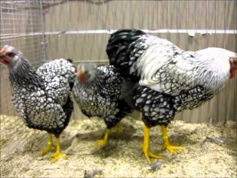 Wyandotten silber-schwarz gesäumt, Zwerghuhnschau Münster 2011