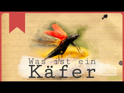 Unentdeckte Welt: 2 Merkmale der Käfer
