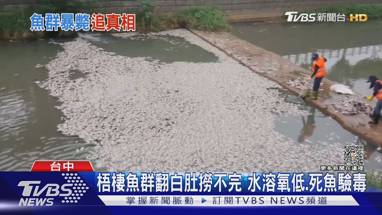 梧棲魚群翻白肚撈不完 水溶氧低、死魚驗毒