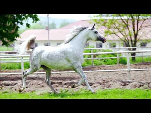 Pride Of Poland 2016 - Piaconella