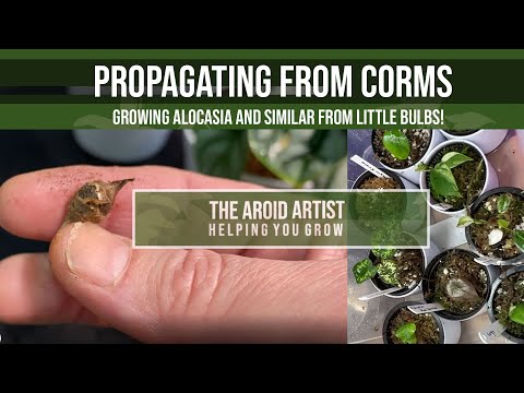 YouTube video about: How to propagate alocasia bulbs?