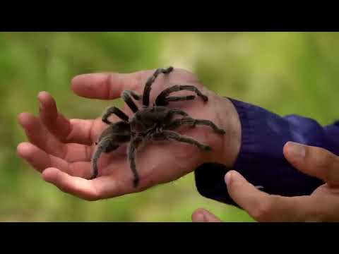 10 BIGGEST Spiders In The World