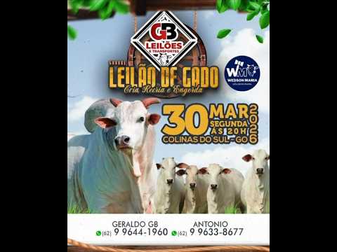 LEILÃO DE GADO DE CORTE - GB LEILÕES COLINAS DO SUL - GO - 30/03/2026