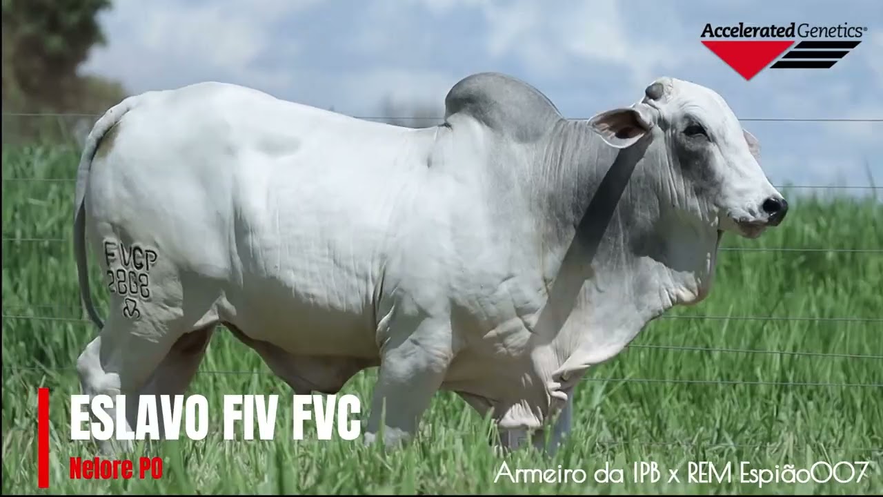 Vídeo ESLAVO FIV FVC