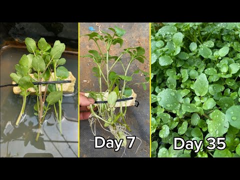 Growing watercress is very easy this way