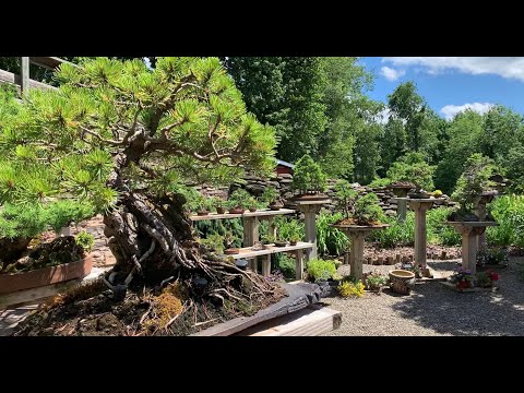 PFM Bonsai Studio Garden Walk-through