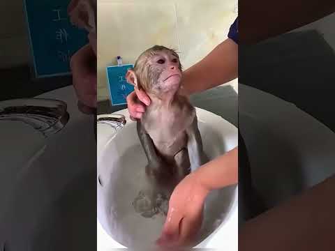 Маленькая обезьянка расплакалась после первого купания 🐵🛁🥺