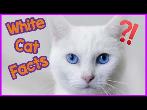 Interesting Facts About White Cats - Facts and Myths! - YouTube