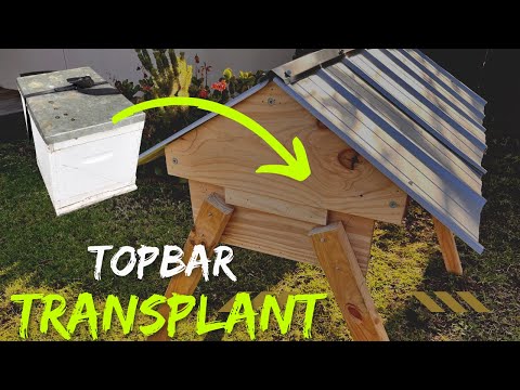 Transferring Bees from Langstroth to Top Bar Hive the Easy Way - Aussiebeekeeping   #topbarhive