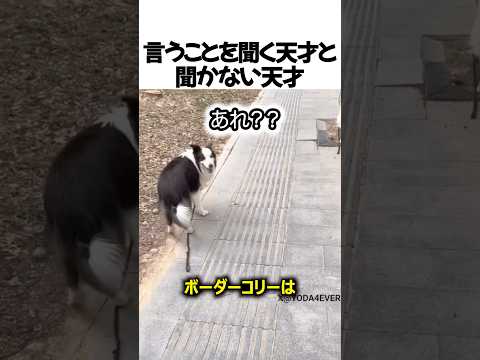 ボーダーコリーとハスキーの違い#shorts