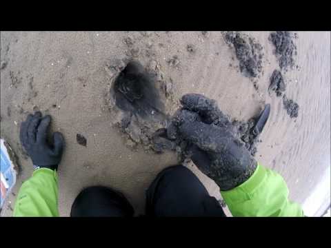 download lagu mp3 mp4 East Coast Clams, download lagu East Coast Clams gratis, unduh video klip East Coast Clams