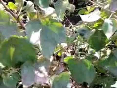 Plot Video Guj Raj Tan Nek 547 P1 S1 21Nov12130808 V0