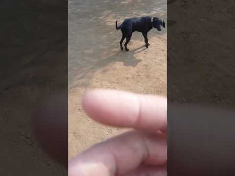 Doctor Rashid with his Dog