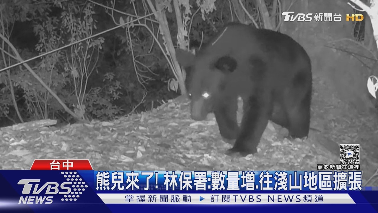 影音／人熊距離越來越近！台中溪畔拍到黑熊　「這些地點」都是出沒熱區
