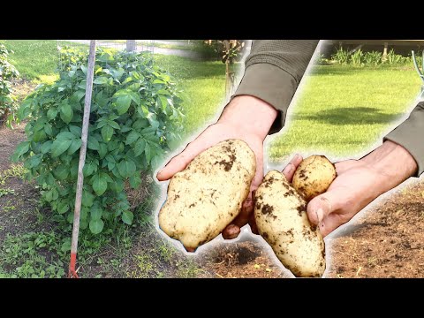 POTATO TOWER HARVEST And It's NOT What You Think!  Knocking over our Potato Towers