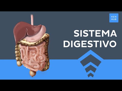 Sistema digestivo explicado - Funciones, anatomía, órganos - Anatomía Humana | Kenhub