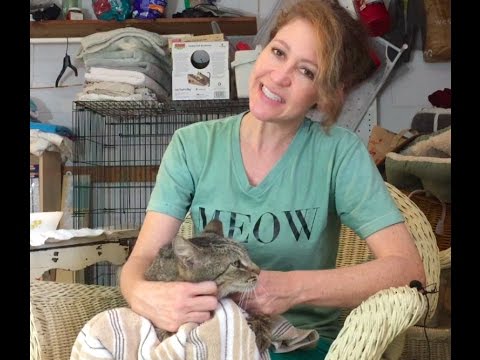 YouTube video about: What to do if my cat has a cold?