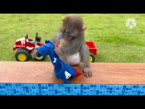 Baby monky sewa to raybitsa subscribe to my chanal  #Animal HT FOR Children