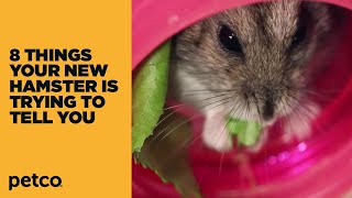 8 Things Your New Hamster is Trying to Tell You: New Pet Tips by Petco