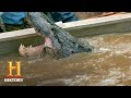 Swamp People Troy S GIANT GATOR CATCH Ends The Hunt Season 8 History